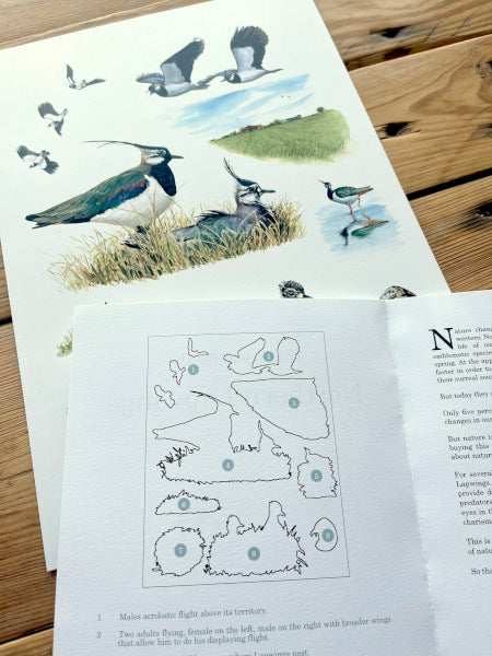 PRE-ORDER - Saving the Lapwing