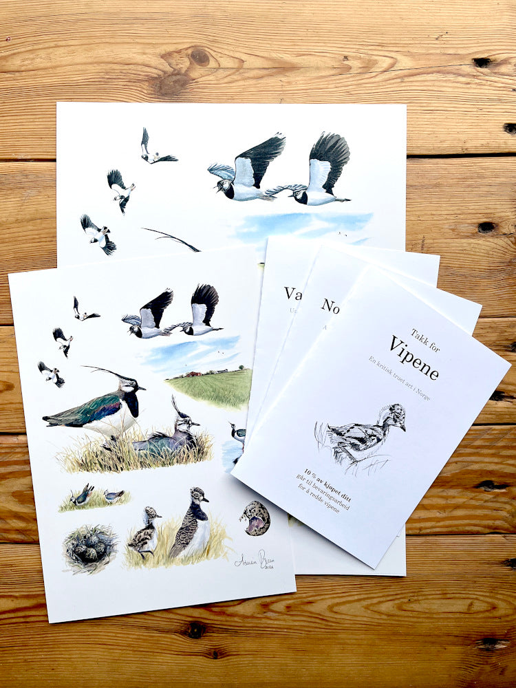 Saving the Lapwing