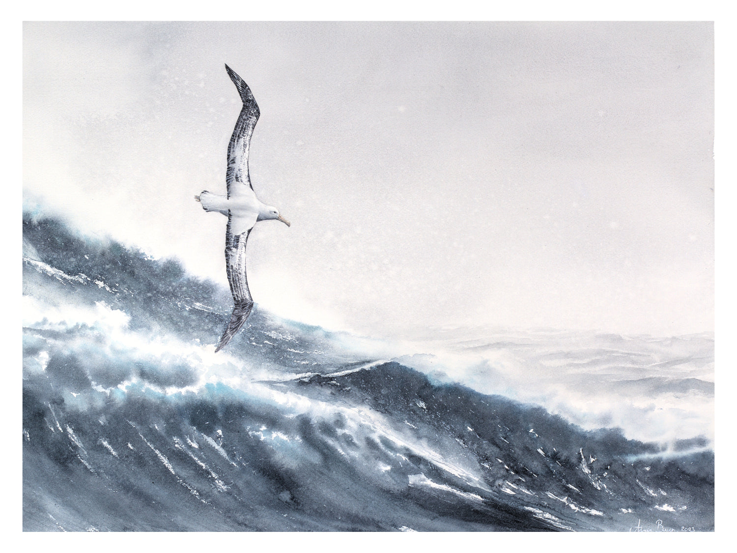 Albatros hurleur dans la tempête