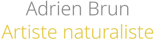 Adrien BRUN – Accueil