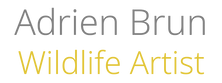 Adrien BRUN - Home